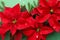 Beautiful poinsettias traditional Christmas flowers with fir branches and confetti on green background, closeup