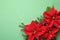 Beautiful poinsettias traditional Christmas flowers with fir branches and confetti on green background, flat lay. Space for text