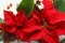 Beautiful poinsettias traditional Christmas flowers with fir branches, rowan berries and gingerbread cookie on white wooden