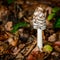 Beautiful poisonous Coprinopsis Picacea, Magpie fungus mushroom with a fly