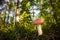 Beautiful, poisonous fly agaric growing in the forest.