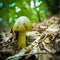 Beautiful, poisonous fly agaric growing in the forest.