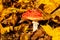 Beautiful but poisonous Fly agaric mushroom in yellow leaves during colorful autumn foliage in Estonian boreal forest.