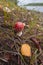 beautiful poisonous mushroom Amanita in the autumn forest