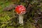 Beautiful, but poisonous mushroom amanita close-up in autumn forest.