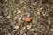 Beautiful Poisonous Mushroom in the forest at the autumn. Red agaric mushroom. Toadstool in the grass. Amanita muscaria. Toxic