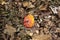 Beautiful Poisonous Mushroom in the forest at the autumn. Red agaric mushroom. Toadstool in the grass. Amanita muscaria. Toxic