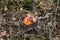 Beautiful Poisonous Mushroom in the forest at the autumn. Red agaric mushroom. Toadstool in the grass. Amanita muscaria. Toxic