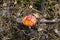 Beautiful Poisonous Mushroom in the forest at the autumn. Red agaric mushroom. Toadstool in the grass. Amanita muscaria. Toxic