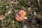 Beautiful Poisonous Mushroom in the forest at the autumn. Red agaric mushroom. Toadstool in the grass. Amanita muscaria. Toxic