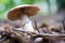 Beautiful poisonous mushrooms and edible mushrooms in the forest