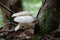 Beautiful poisonous mushrooms and edible mushrooms in the forest