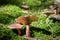 Beautiful poisonous mushrooms and edible mushrooms in the forest