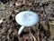 Beautiful poisonous toxic non edible white fungi mushroom