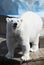 Beautiful polar bear