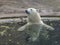 Beautiful Polar bear playing in water in autumn