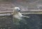 Beautiful Polar bear playing in water in autumn