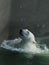 beautiful polar bear swims and bathes in the water