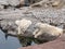 Beautiful Polar Bears