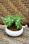 Beautiful polka dot plant in a white vase on a wicker chair