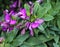 beautiful Polygala myrtifolia or the myrtle-leaf milkwort flower, blooming in spring in the garden