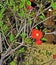 Beautiful Pomegranate Flower on Blurred Background