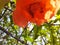 Beautiful Pomegranate flower with leaves