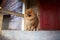 Beautiful pomeranian dog. Serious dog near door. Cute dog