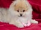 Beautiful Pomeranian puppy