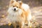 Beautiful pomeranian spitz orange color. Nice friendly dog pet on country road in the park in the autumn season