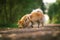 Beautiful pomeranian spitz orange color. Nice friendly dog pet on country road in the park in the autumn season