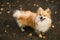 Beautiful pomeranian spitz orange color. Nice friendly dog pet on country road in the park in the autumn season