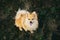 Beautiful pomeranian spitz orange color. Nice friendly dog pet walks on a field in the autumn season