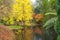 Beautiful pond with golden trees reflections in calm waters