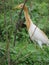 Beautiful pond heron bird looking for food in jungle