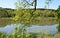 Beautiful pond with plants in summer and a blue sky