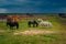 Beautiful ponies on a horse farm. Pony breeding in Tatarstan, Russia.