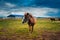 Beautiful ponies on a horse farm. Pony breeding in Tatarstan, Russia.