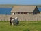 Beautiful ponies standing in a lush green field near a small stone structure