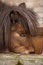 Beautiful pony drinking water at zoo in Berlin