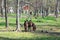 Beautiful pony with funny herd. Pony rides. Pony horse  on the farm pasture on a sunny day with crows