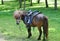 Beautiful pony with funny herd. Pony rides. Pony horse on the farm pasture on a sunny day.