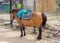 Beautiful pony with saddle for riding.