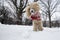 Beautiful poodle dog playing in the snow, central park new york