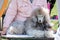 A beautiful poodle is lying on the table in close-up