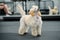 A beautiful poodle puppy with its tail sticking up is standing on the floor