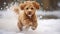 A beautiful Poodle running outside in the snow. Generative AI