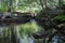 A beautiful pool of water along the Muskoka river under the forest canopy