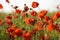 Beautiful poppies blooming in the summer field in Poland.