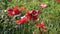 Beautiful poppies blossoms and flying soap bubbles